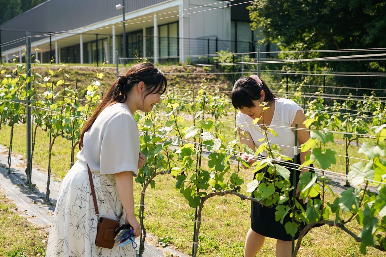 Visitors get a close-up view of grapevines in a trial plot on the winery’s grounds. (Courtesy Agriculture and Forestry Department, Kōriyama)