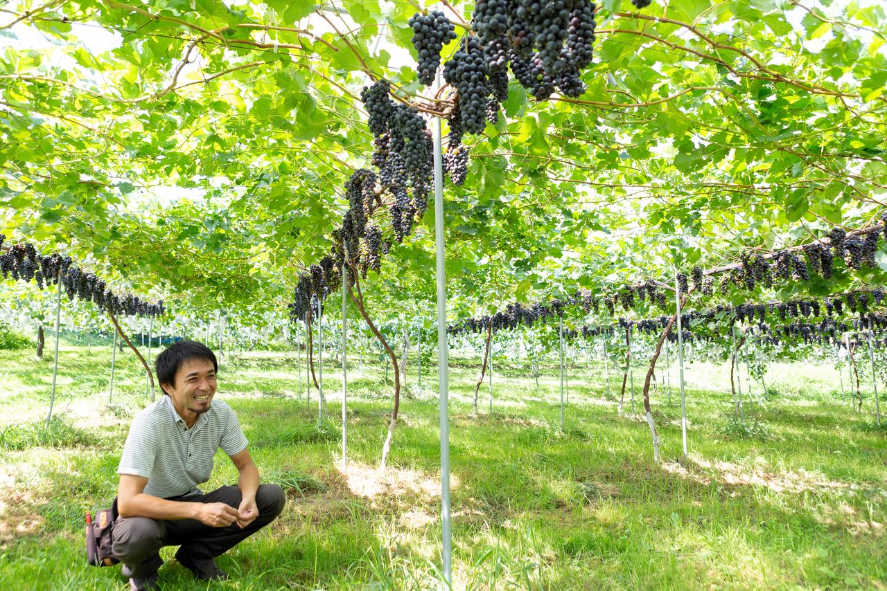 Nakao Hideaki, proprietor of Kōriyama Nakao Grape Farm, in one of his fields. The farm had been growing other varieties of grapes for 45 years, but switched to wine grapes in 2016. (Courtesy Agriculture and Forestry Department, Kōriyama)