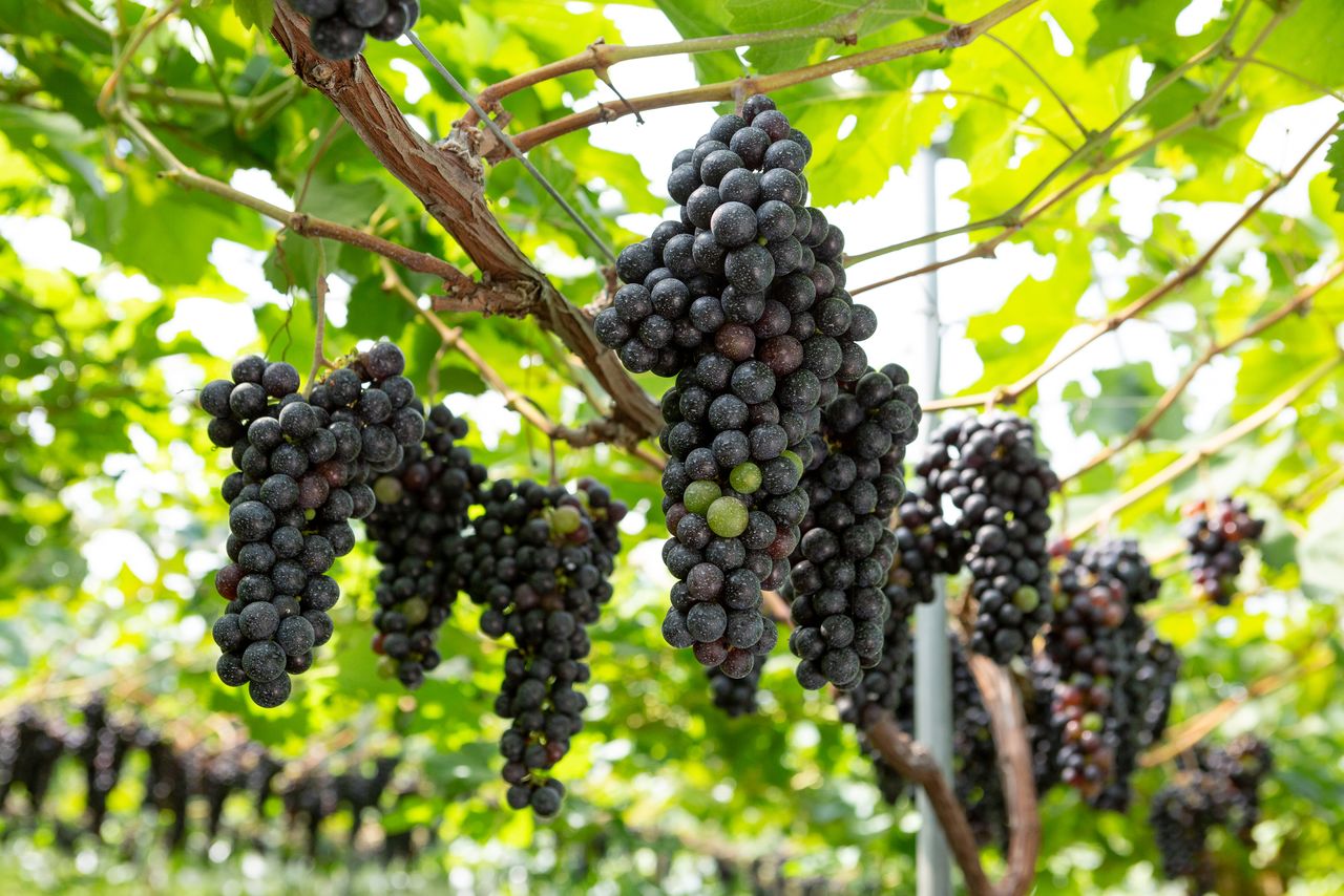 The quality of the wine grapes grown at the Nakao Grape Farm is improving every year. (Courtesy Agriculture and Forestry Department, Kōriyama)