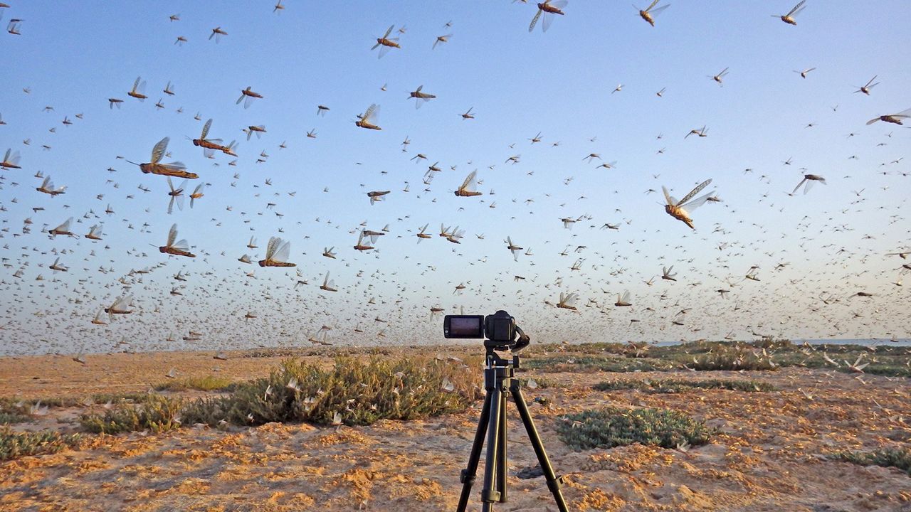 A swarm of locusts in the Sahara Desert. (© Koutaro Ould Maeno)