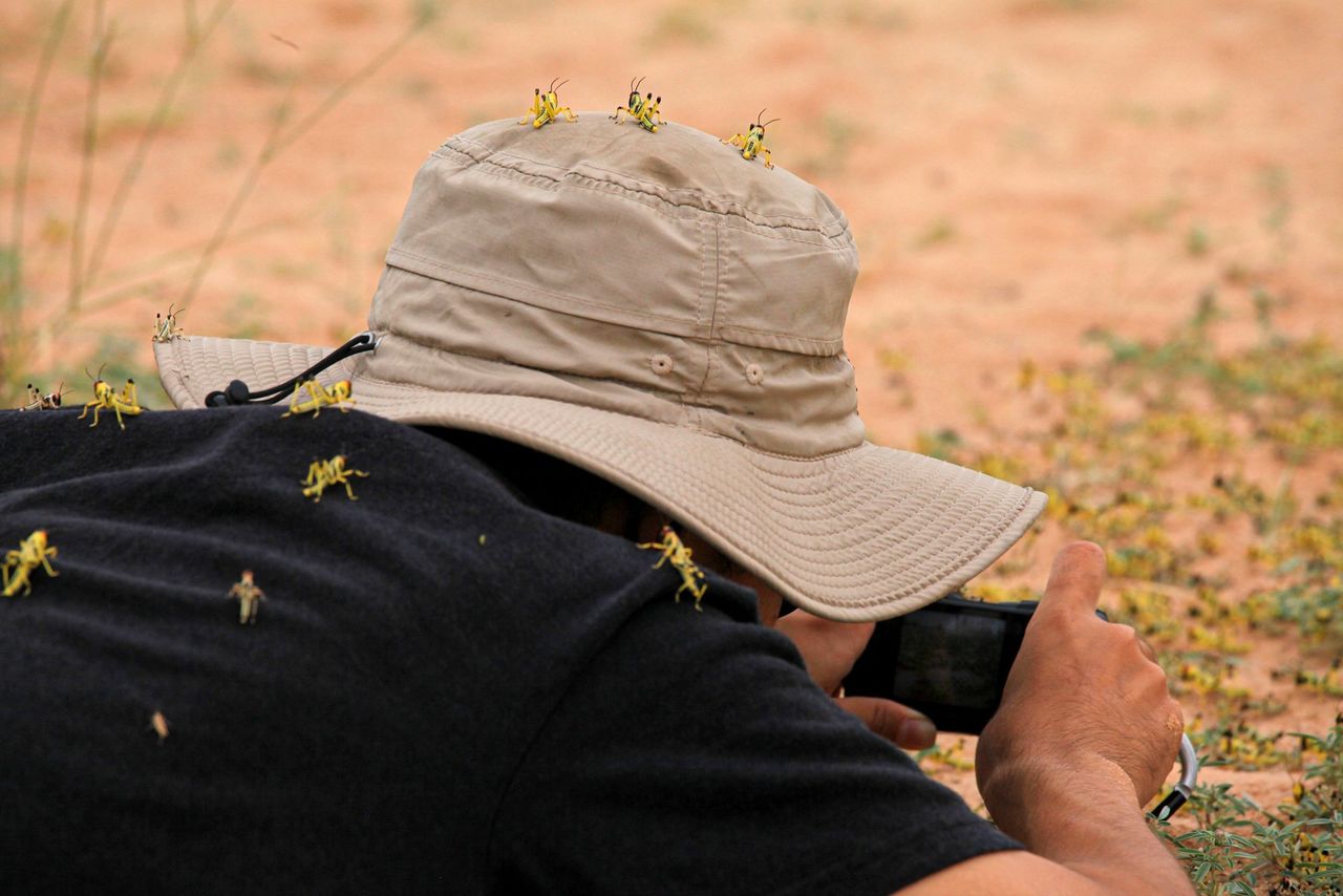 Locusts perch on Maeno as he conducts fieldwork. (© Kawabata Hiroto)
