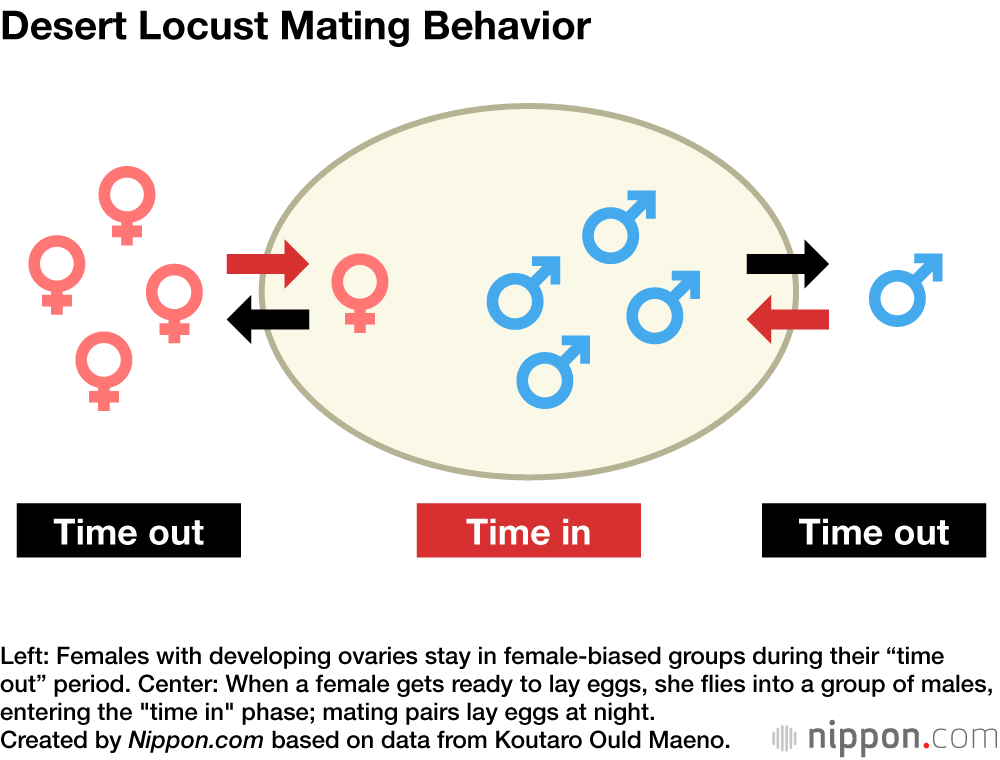Desert Locust Mating Behavior
