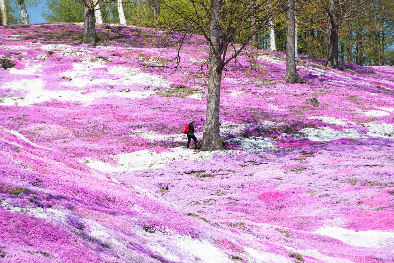 花の色のグラデーションも美しい