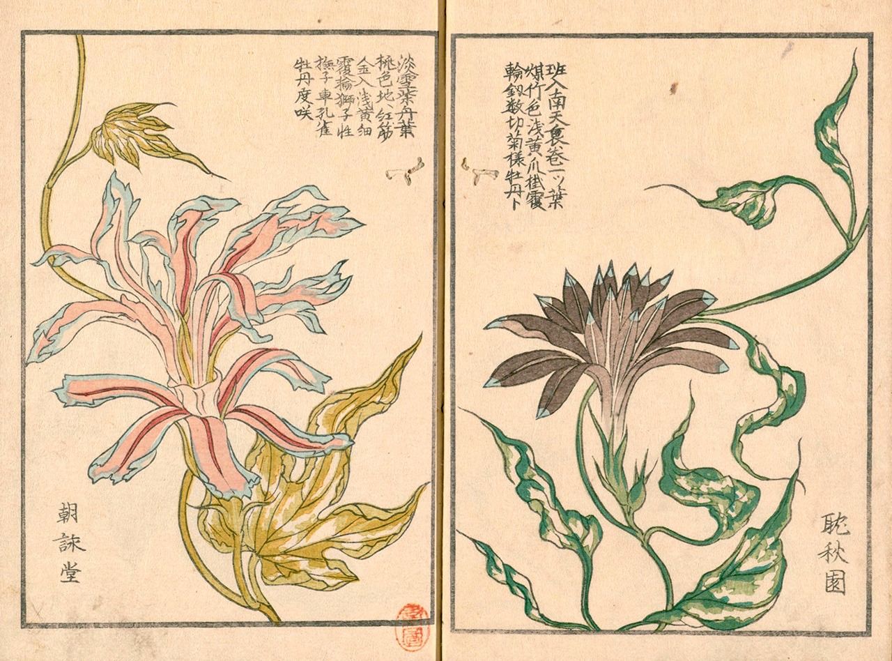 右似風車、左似營火的變化朝顏。刊載於文久元年(1861)出版的植物圖鑑《朝鏡》(國立國會圖書館館藏)
