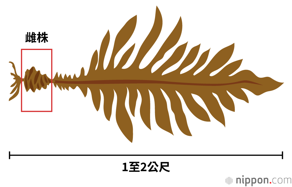 雌株