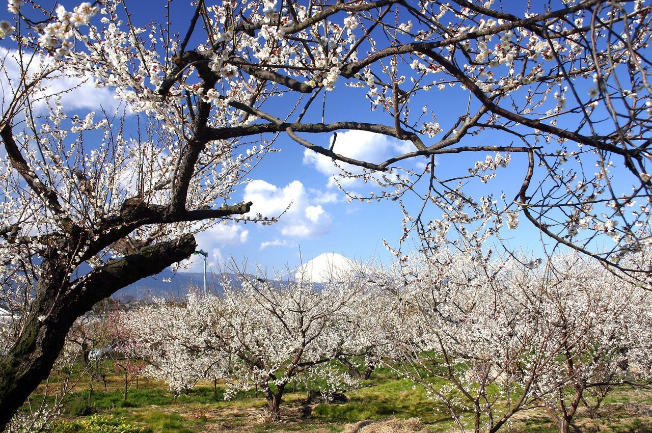 小田原市的梅林(神奈川縣觀光協會)