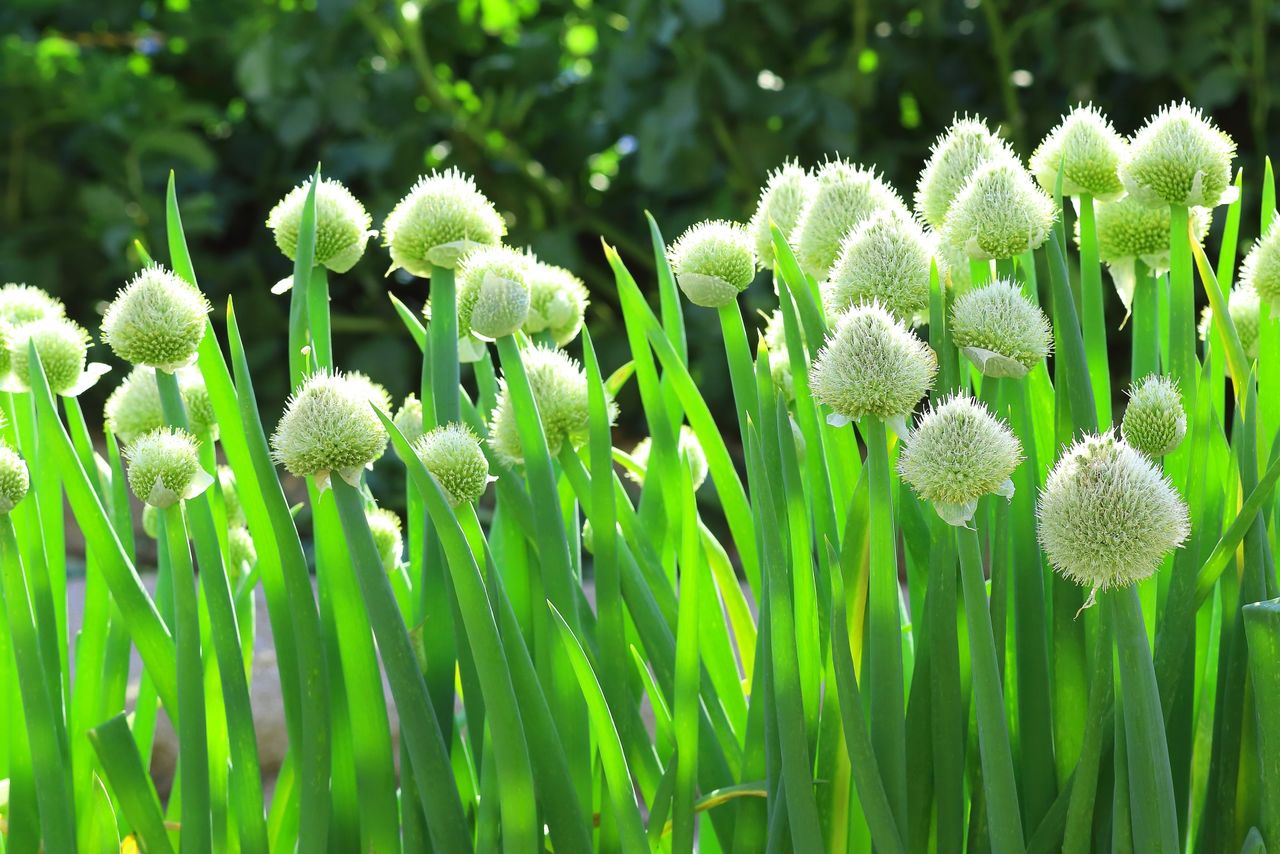 被暱稱為「蔥坊主」的蔥花(Photo AC)