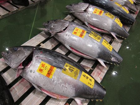 國產天然黑鮪魚＝2020年2月、東京都江東區豐洲市場