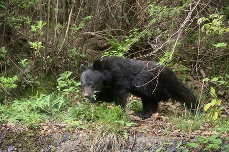 亞洲黑熊。攝於4月27日,長野縣飯田市