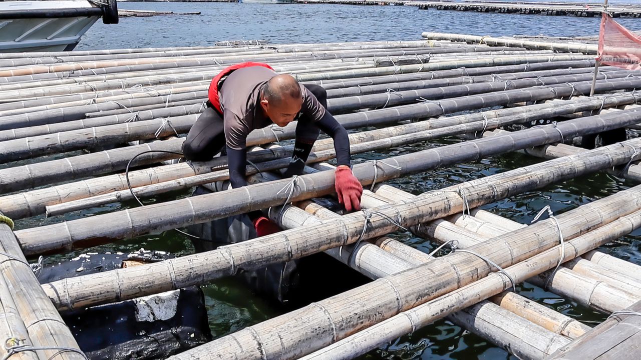 更換新型浮標。每個木筏要使用30幾個浮標