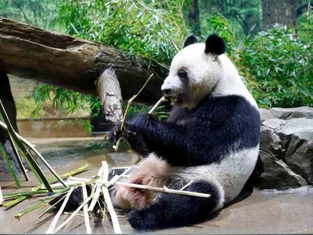 大貓熊蕾蕾正在吃竹子。攝於11月28日,東京都台東區上野動物園(EPA時事)