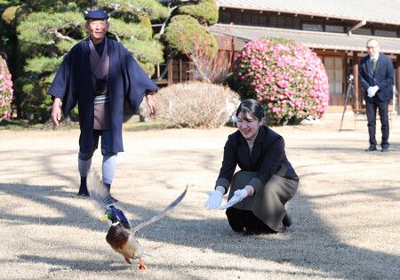 天皇與皇后兩陛下的長女愛子內親王將野鴨放生。17日下午攝於埼玉縣越谷市宮內廳埼玉鴨場
