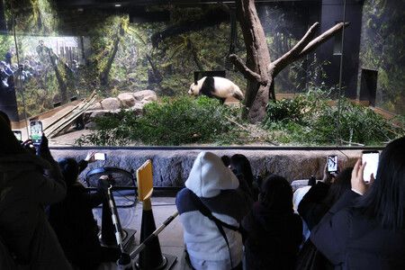 返還中國前夕,民眾拍攝迎來最終觀覽日的上野動物園大熊貓曉曉。25日於東京都台東區