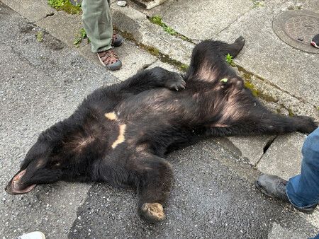 9日在宇都宮市內遭到成功捕獲的黑熊(宇都宮市提供)