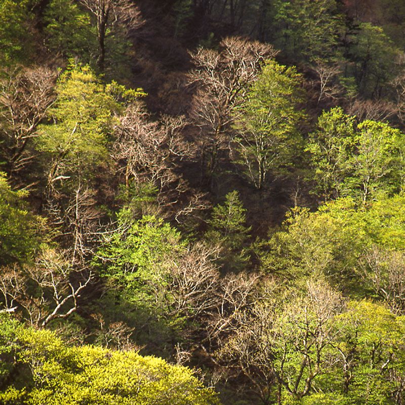 الغابات اليابانية من مصدر للأخشاب إلى مصدر لتحقيق التوازن البيئي