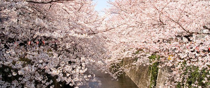 الساكورا رمز لبداية الربيع في اليابان Nippon Com