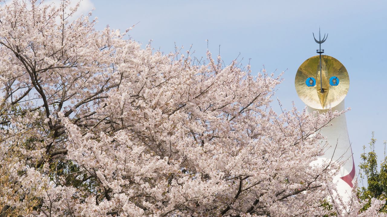 يبزغ برج الشمس فوق كتلة من أزهار الساكورا.