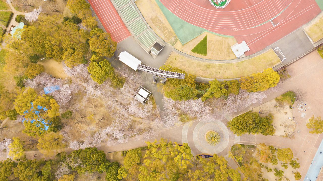 مشهد من أعلى أومويدي نو موري. هنا، يمكن للزوار ممارسة التريض تحت الأزهار.