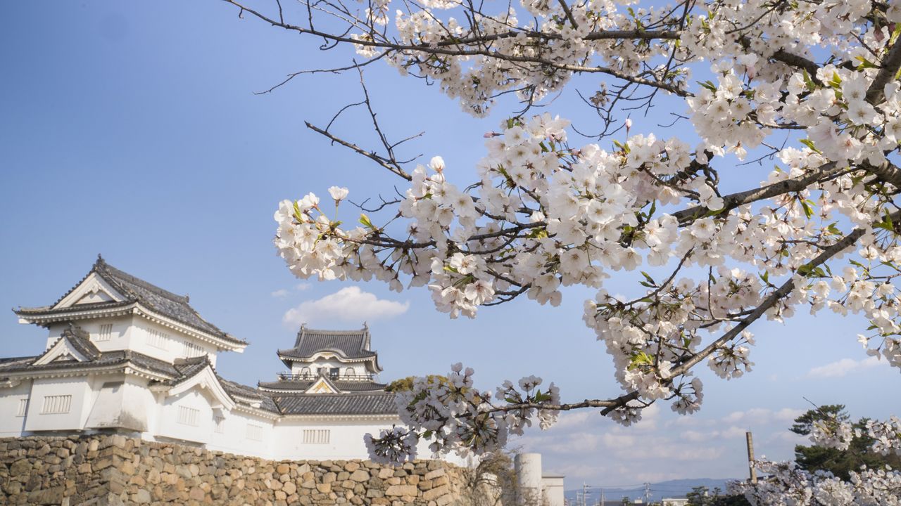 بينما تفتح قلعة كيشيوادا عادةً من الساعة 10:00 صباحًا وحتى 5:00 مساءً، تمتد ساعات الزيارة حتى الساعة 8:30 مساءً أثناء مهرجان القلعة.