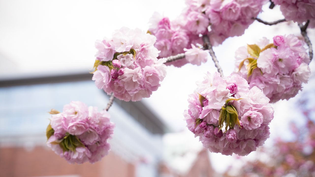 يجري سنويًا اختيار نوع واحد من شجرة الساكورا من بين جميع الأصناف الكثيرة المزروعة في هيئة صك العملة لتعلن زهرة العام. وفي عام 2019، كانت الشجرة المختارة هي بنيتيماري، التي حصلت على اسمها من أزهار قرمزية (أزهار) التي تزهر بشكل يشبه كرات التيماري التقليدية المغزولة.