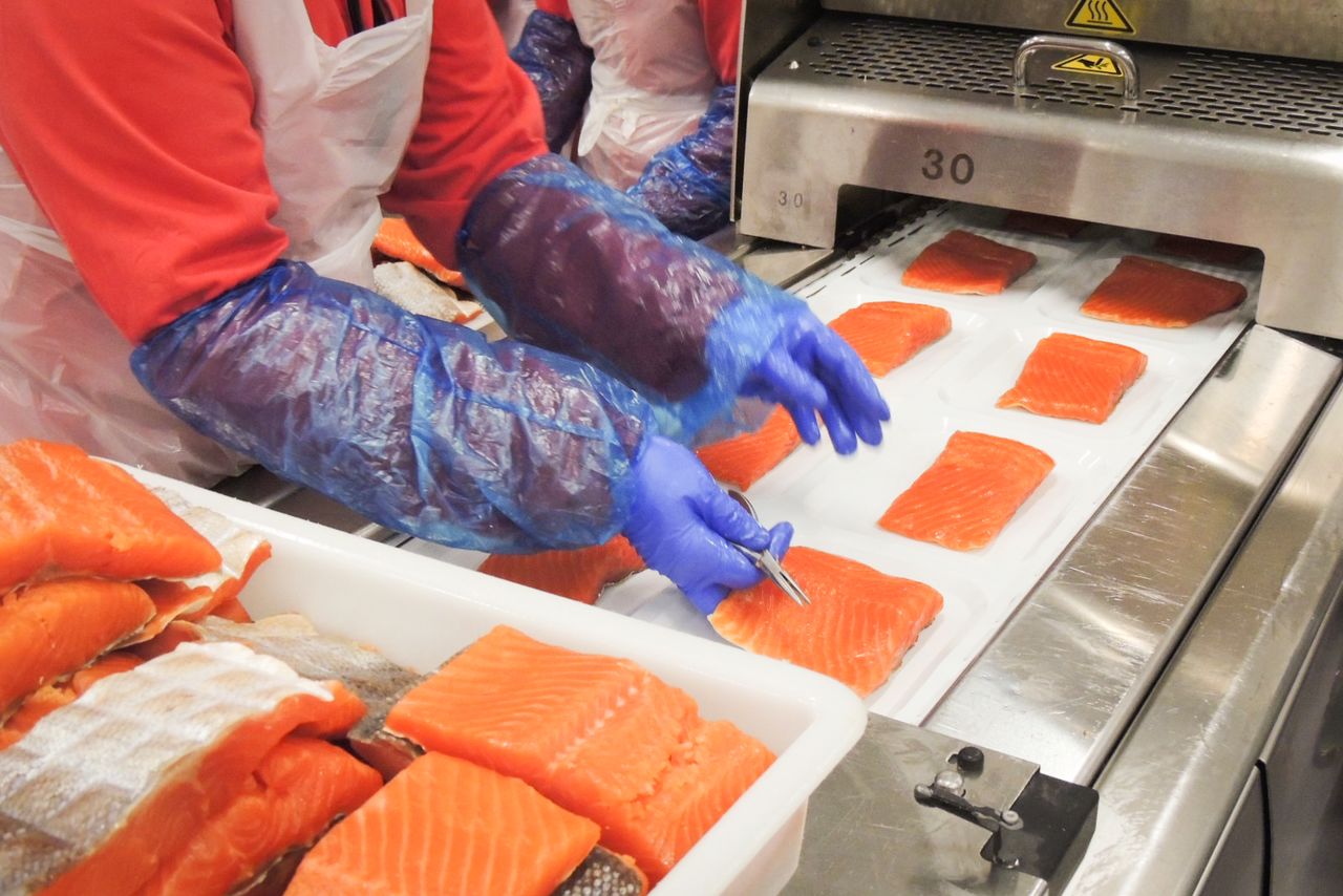 تقطيع سمك السلمون في أحد مصانع المعالجة النرويجية. (كاواموتو دايغو)