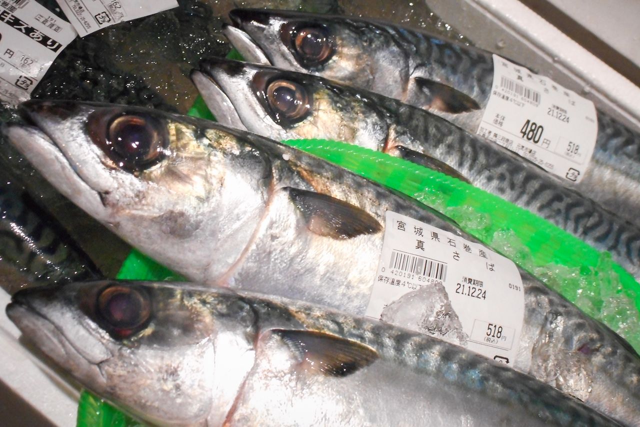  الماكريل المحلي المتوفر في السوق في اليابان هو عمومًا سمكة أكبر تزن 500 غرام على الأقل. الصورة من كاواموتو دايغو.