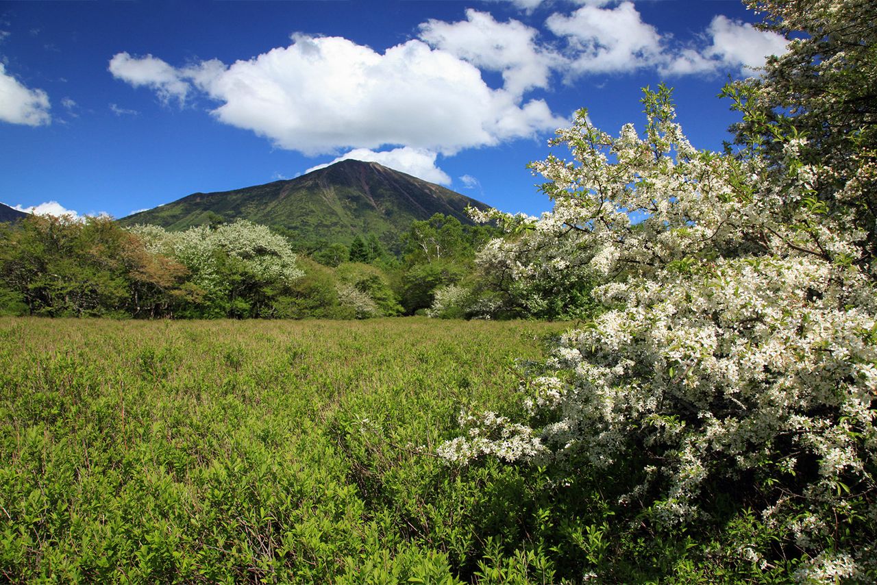 تزدهر أزهار التفاح البري في أراضي مستنقعات سنجوغاهارا بمنطقة أوكو-نِيكّو. (هيئة السياحة والمنتجات المحلية بمحافظة توتشيغي)