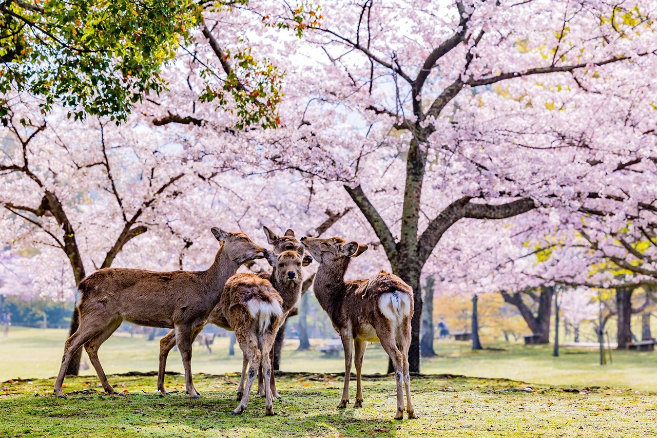  تتجمع الغزلان أمام الأشجار المليئة بأزهار الكرز في حديقة نارا. (© بيكستا)