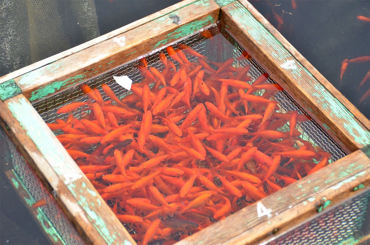  كانت مدينة ياماتوكورياما مركزًا لتربية الأسماك الذهبية لعدة قرون. (© بيكستا)