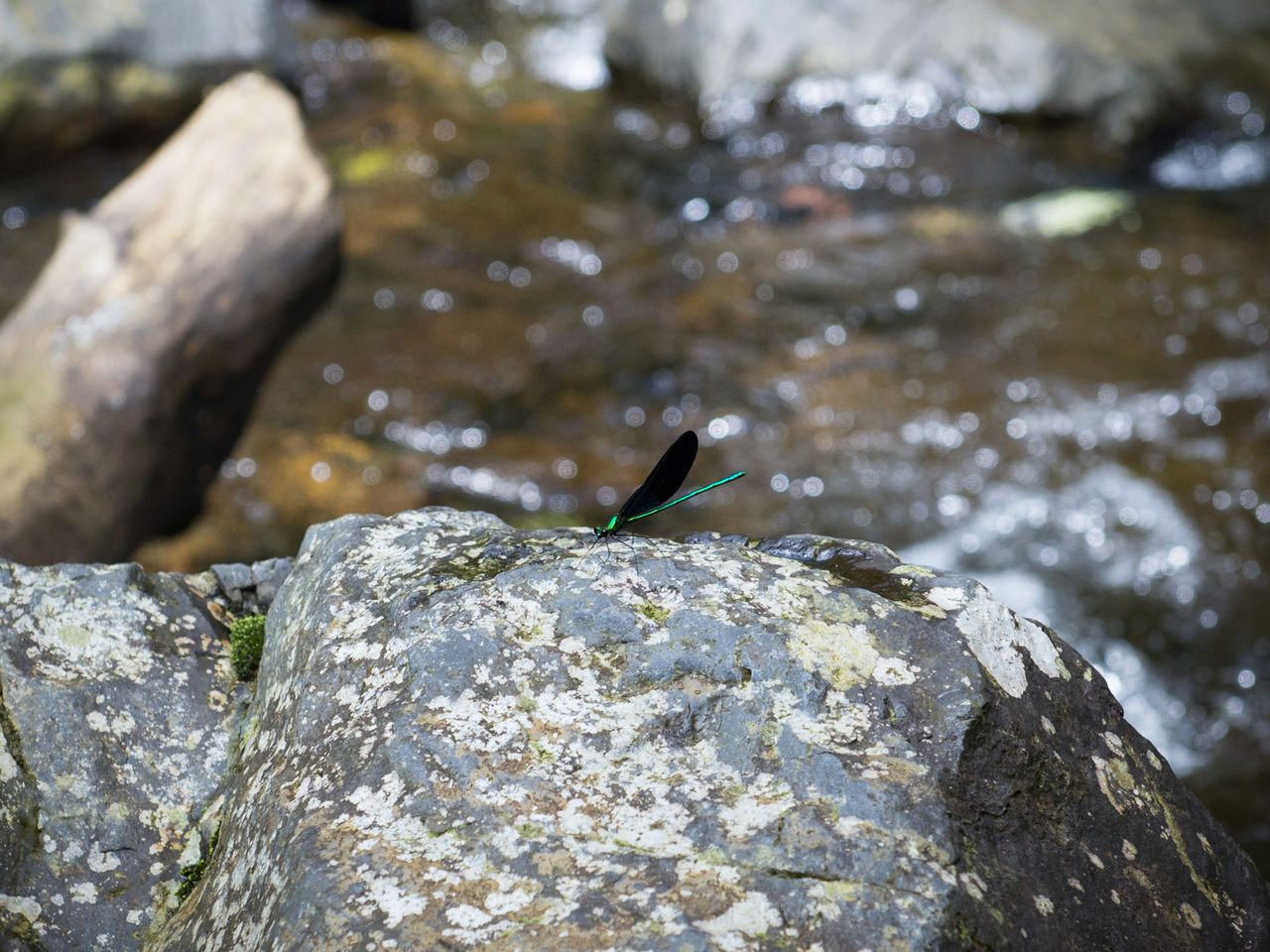 غالبًا ما نجد حشرات الرعاش الصغيرة ريوكيو  Ryūkyū haguro tonboبالقرب من الماء.