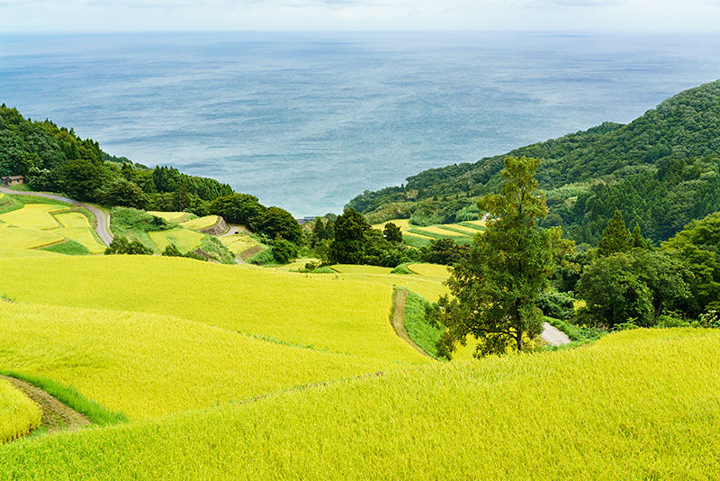 صورة تظهر حقول الأرز المتدرجة في إيواكوبي شوريو مع بحر اليابان في الخلفية.