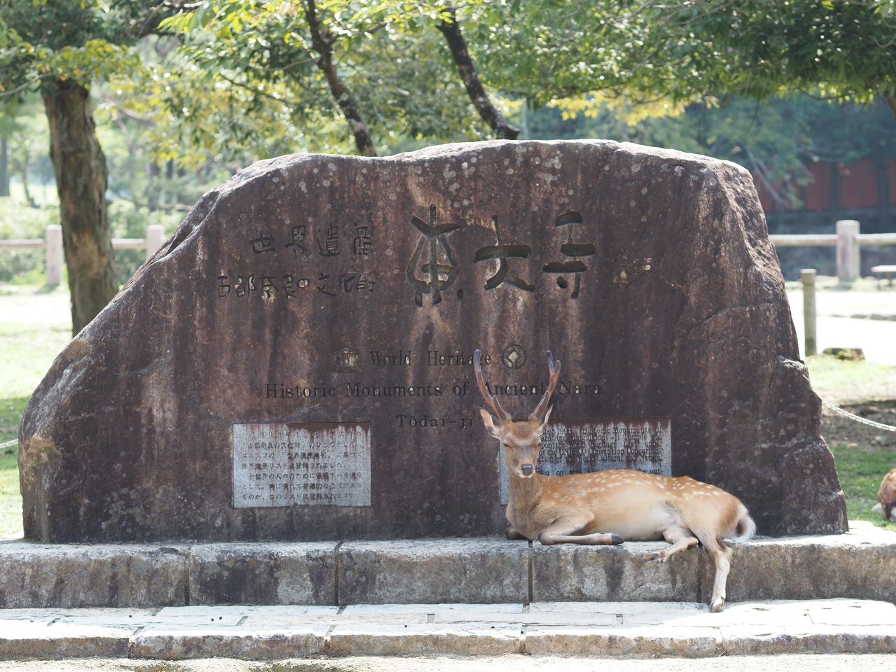 غزال، رمز مدينة نارا، يستريح بجوار نصب تذكاري لإحياء ذكرى تسجيل العاصمة القديمة ضمن قائمة اليونسكو للتراث العالمي.
