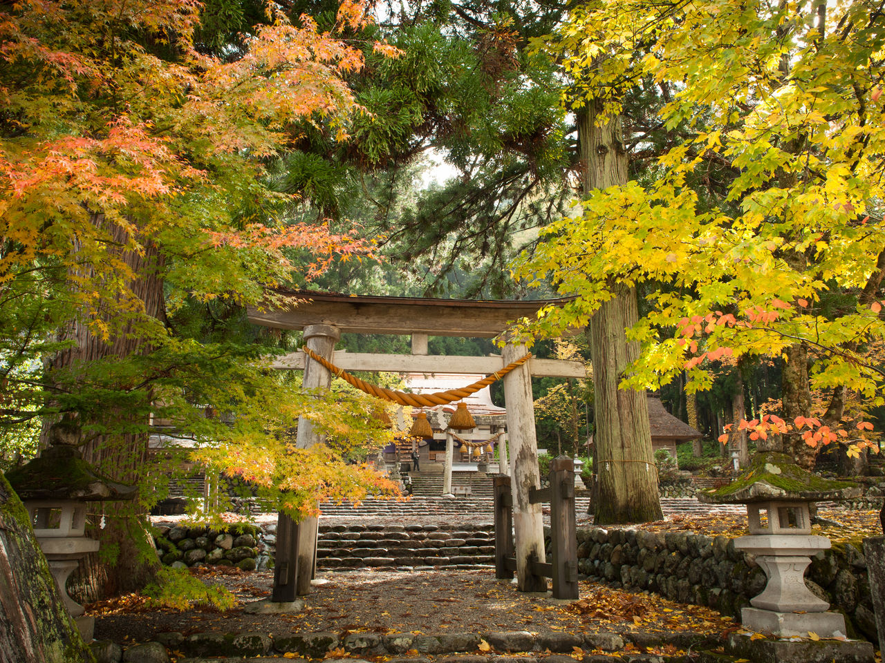 معبد شيراكاوا هاتشيمان الذي يعبد فيه ”أوجيغامي“ – الروح الحامية للمنطقة – محاط ببيئة غنية باللونين الذهبي والقرمزي.