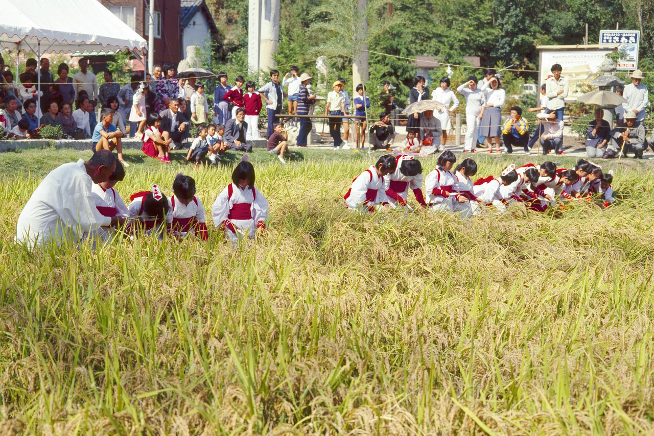 في مهرجان ”نوكيهوساي“، ترتدي عذارى ”نوكيهو أوتومي“ نفس زي الحصاد ويقدمون أول جني للأرز إلى الإله. (© مكتبة هاغا)