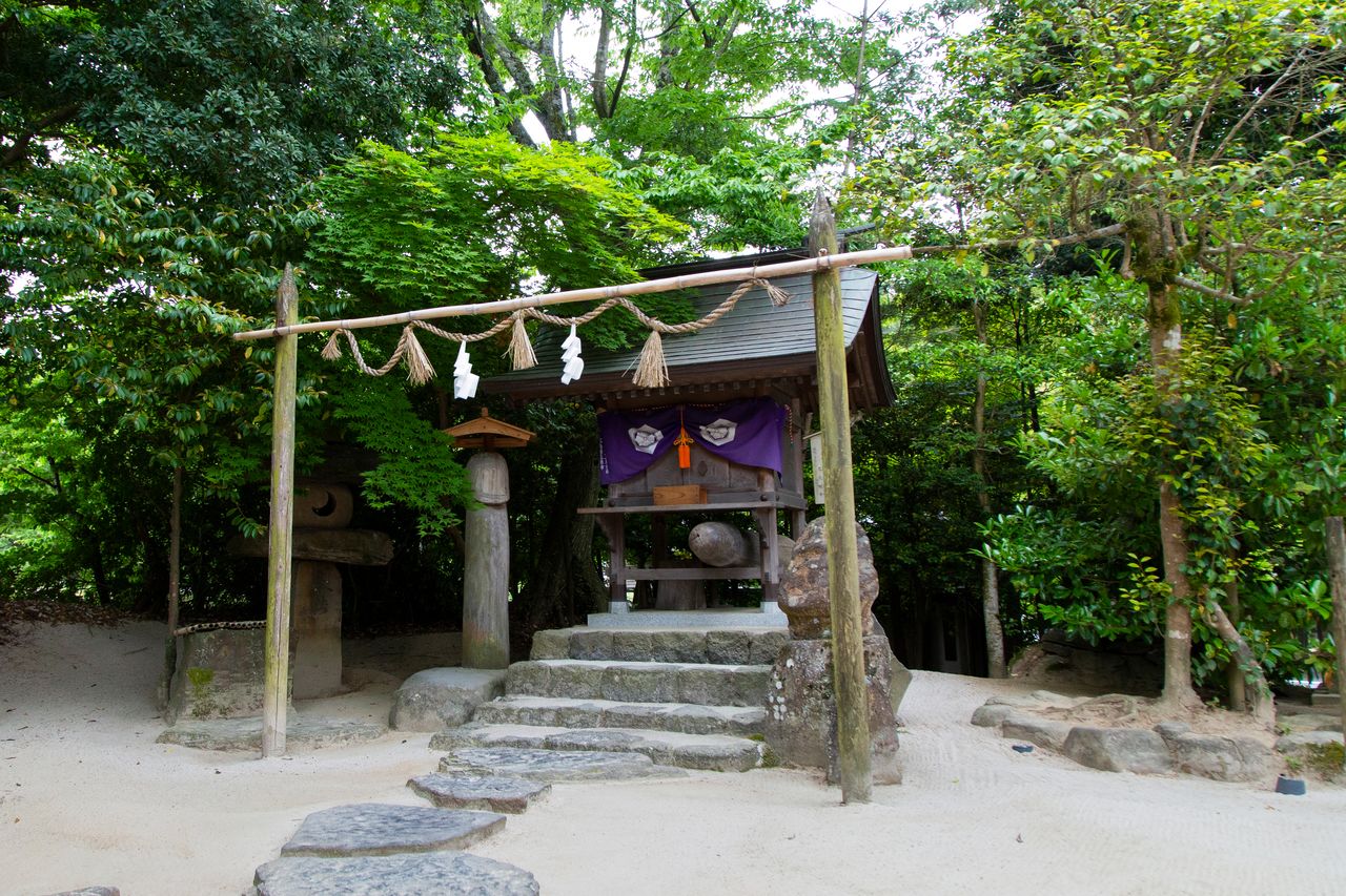 أوتومي تسوباكي هي شجرة كاميليا الأزواج جذورها متفرعة بجوار معبد ياماغامي.