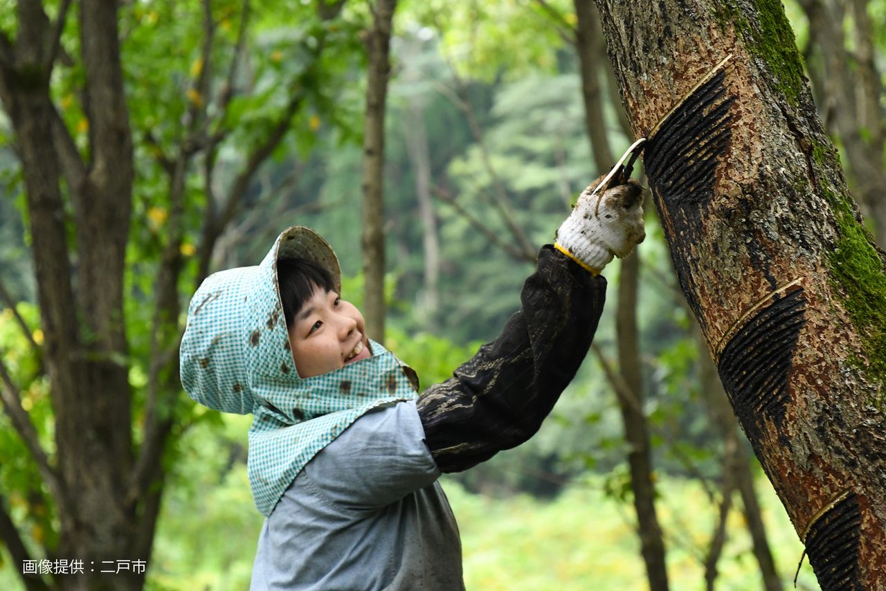 مزرعة أشجار ورنيش في جوبوجي يتعلم فيها العمال المهارات الأساسية (بإذن من مدينة نينوهي).