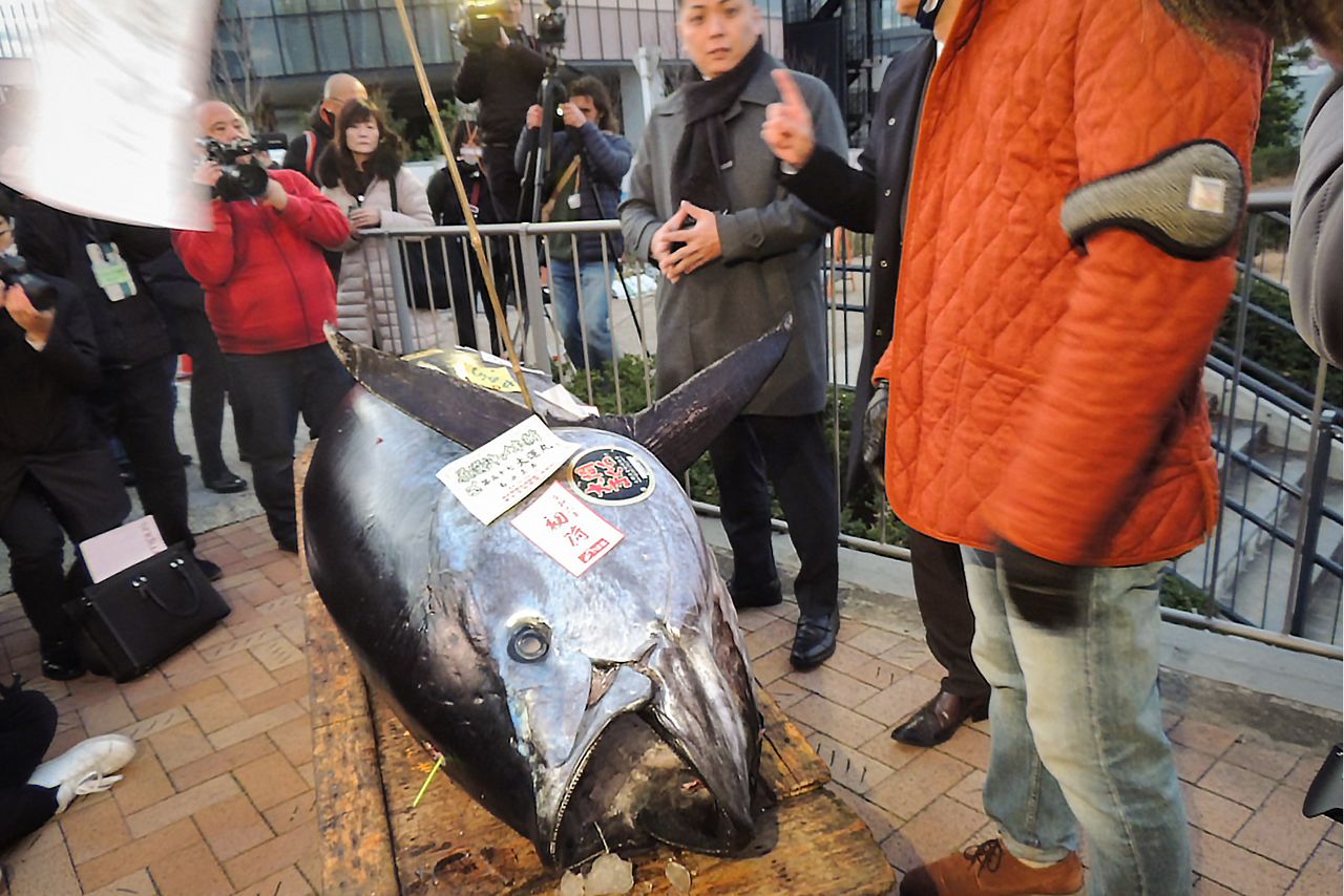 صحفيون يستعرضون أول سمكة تونة يتم بيعها بالمزاد العلني في عام 2024، والتي حققت سعرًا يعادل 480 ألف ين للكيلوغرام الواحد. (© كاواموتو دايغو)
