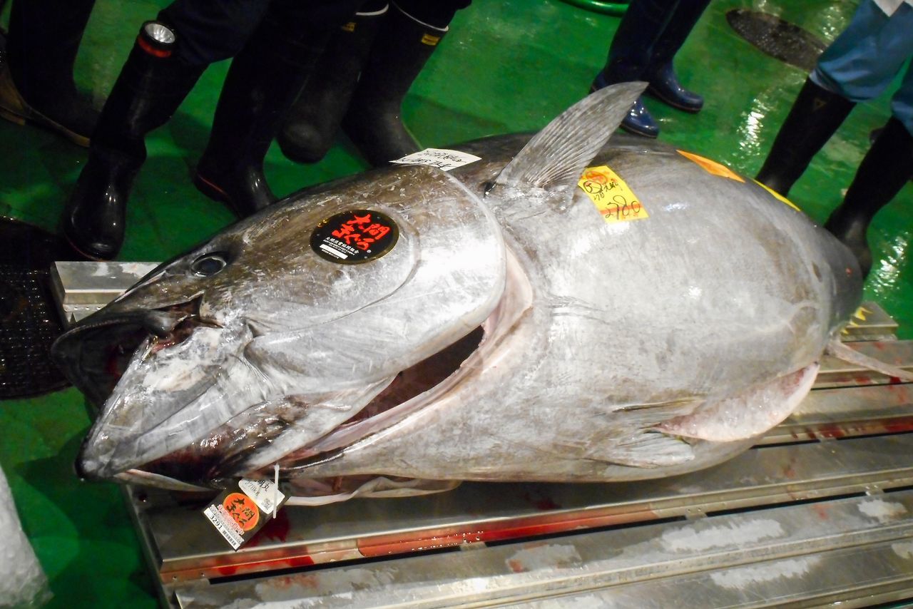 سمك التونة معروض في سوق تويوسو. علامة ”أوما تونا“ الموجودة على وجنة السمكة هي دليل على أعلى مستويات الجودة. (© سوق تويوسو)
