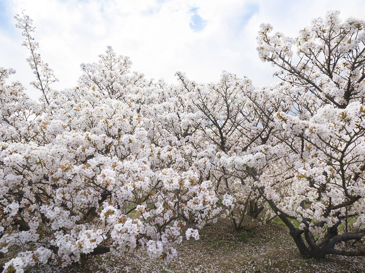 أشجار أومورو زاكورا القصيرة في أوج تفتحها، تبدو وكأنها سياج وردي.