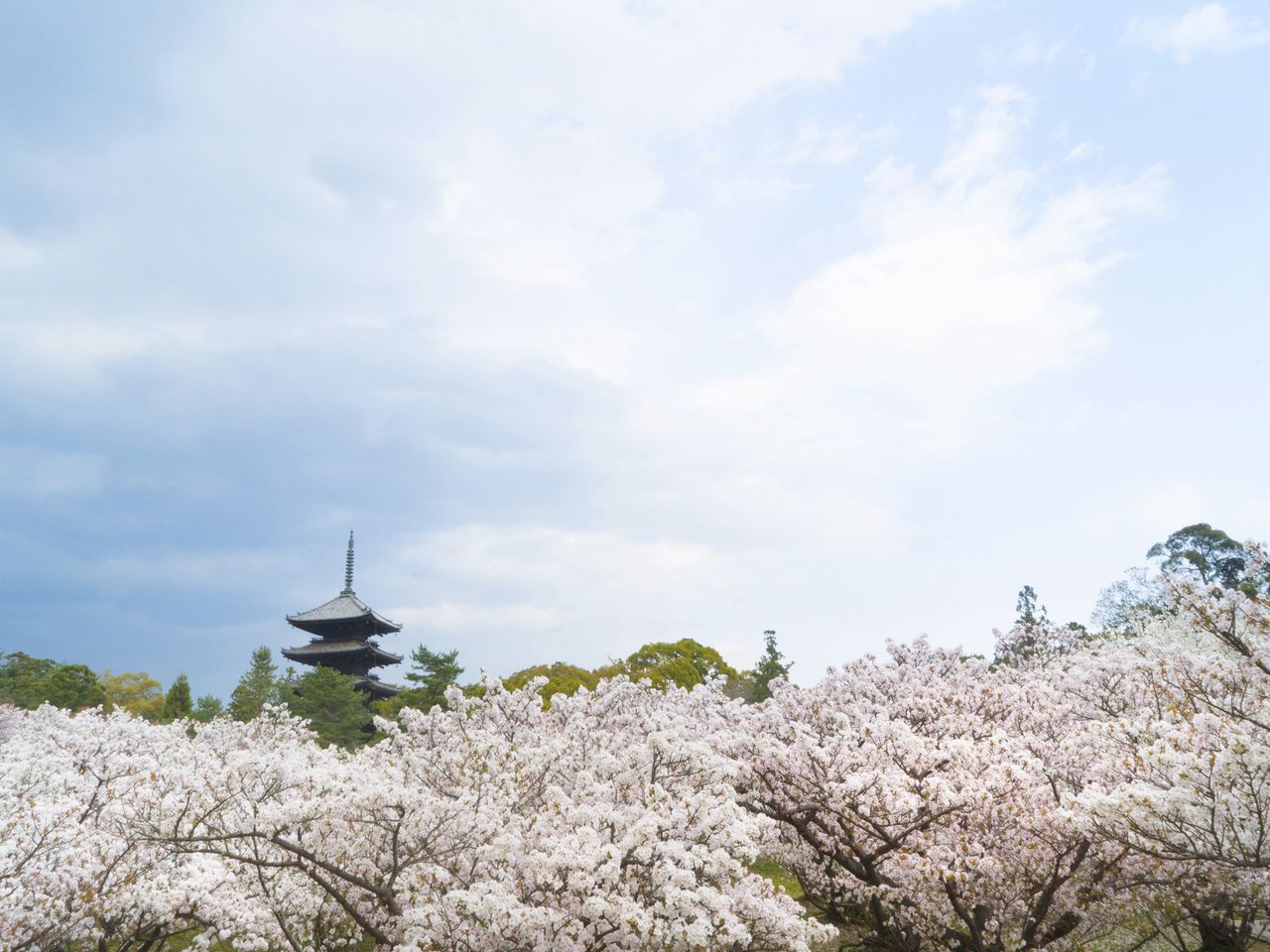 يمكن رؤية الباغودا المرتفع فوق قمم الأشجار.