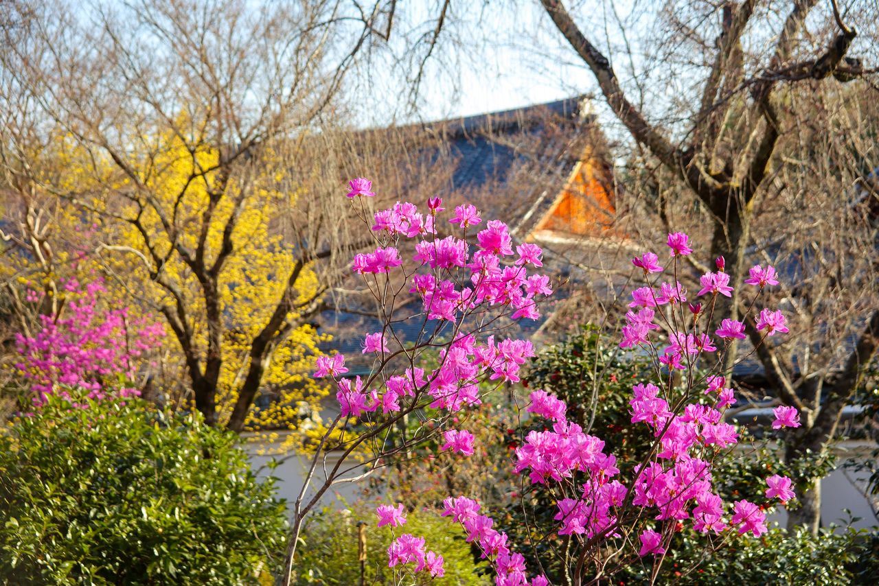 أشجار القرانيا الأوروبية ذات اللون الأصفر الزاهي ”سانشويو“، وأزهار ميتسوبا تسوتسوجي الوردية والأرجوانية الزاهية في منتصف شهر مارس/آذار تقريبا. (© إيديت بلس)