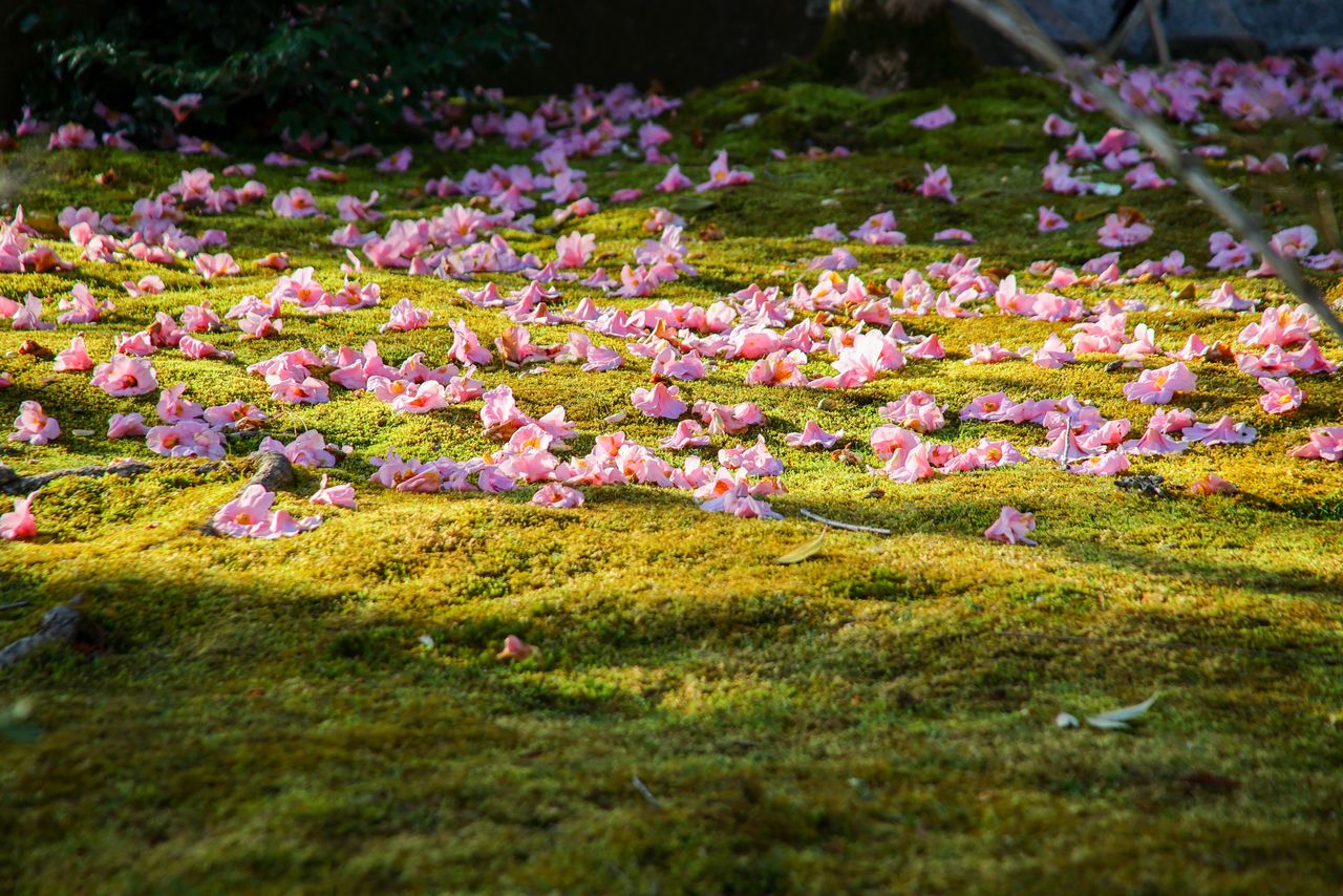 أزهار كاميليا متساقطة على أرضية الحديقة المغطاة بالطحالب.(© إيديت بلس)
