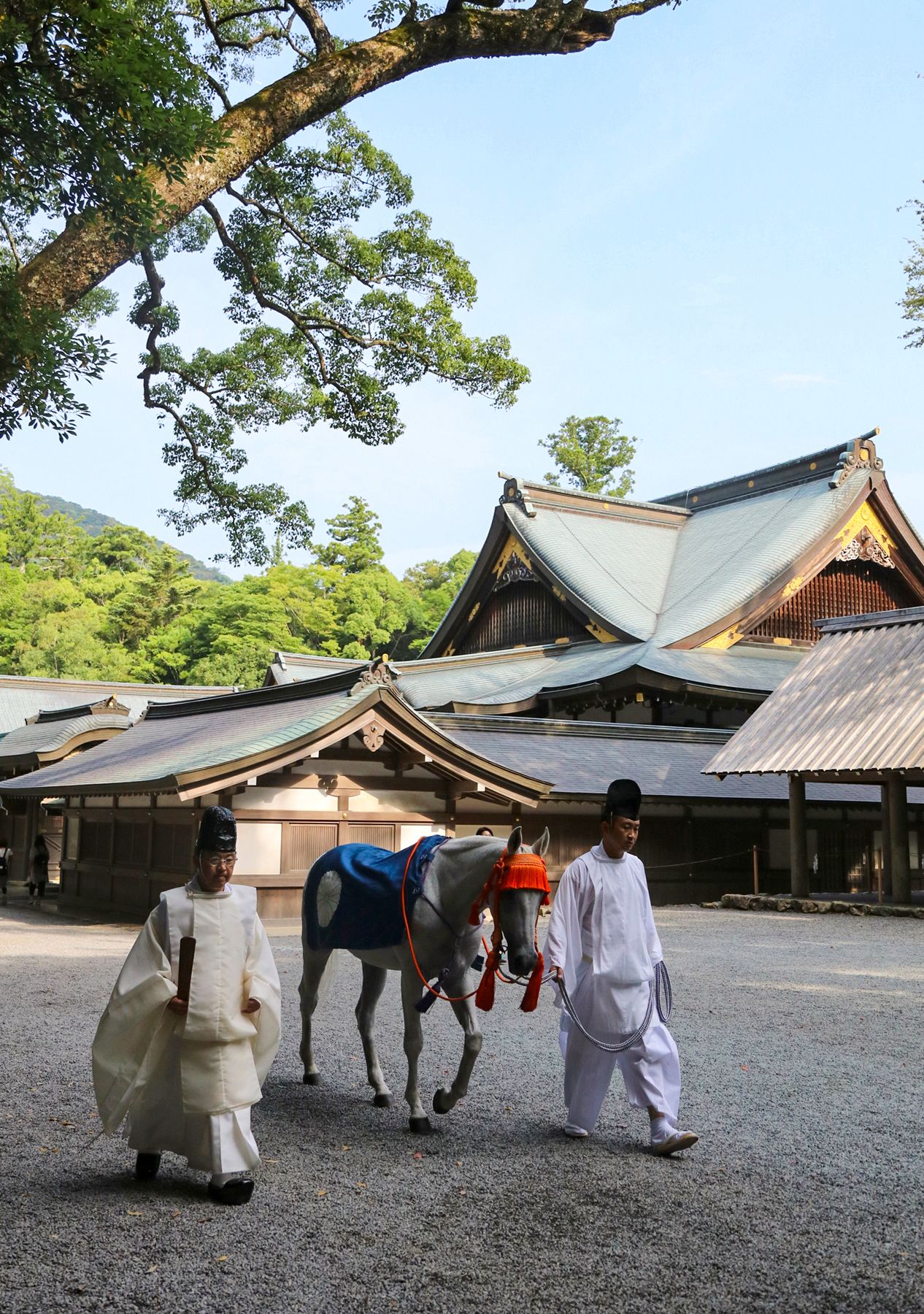 حصان مقدس يُقاد إلى الحرم الرئيسي للضريح الداخلي (نايكو) في ضريح إيسه. (© جينغوشيتشو)