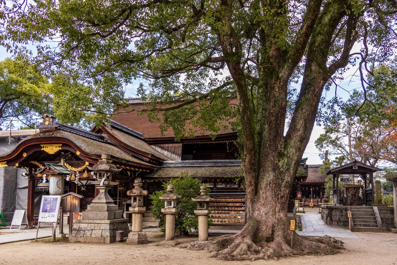 تم التبرع بالمعبد الرئيسي من قبل إمبراطور من عصر إيدو (1603-1868). وإلى اليمين يقع الهاتازوكا، وهو تلٌّ أقامت عليه الإمبراطورة جينغو رايةً وأقامت طقوسًا دينية. (© Nippon.com)