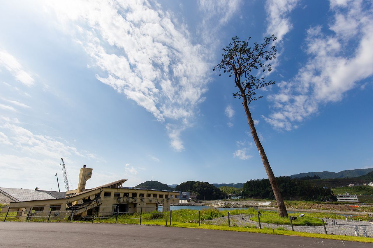  بقايا نزل الشباب ريكوزين تاكاتا الذي دمره التسونامي، و ”الصنوبر المعجزة“ الشجرة الوحيدة الباقية من بين الآلاف التي نمت على طول الشاطئ.