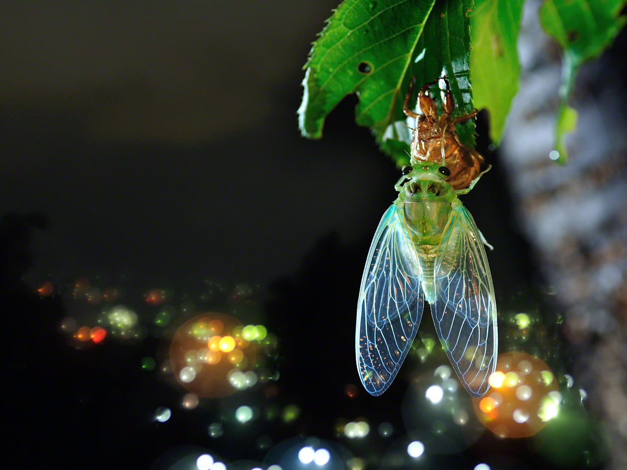 خروج حشرة زيز المين مين من شرنقتها في ليلة من ليالي منتصف الصيف في غابة في إحدى الضواحي.