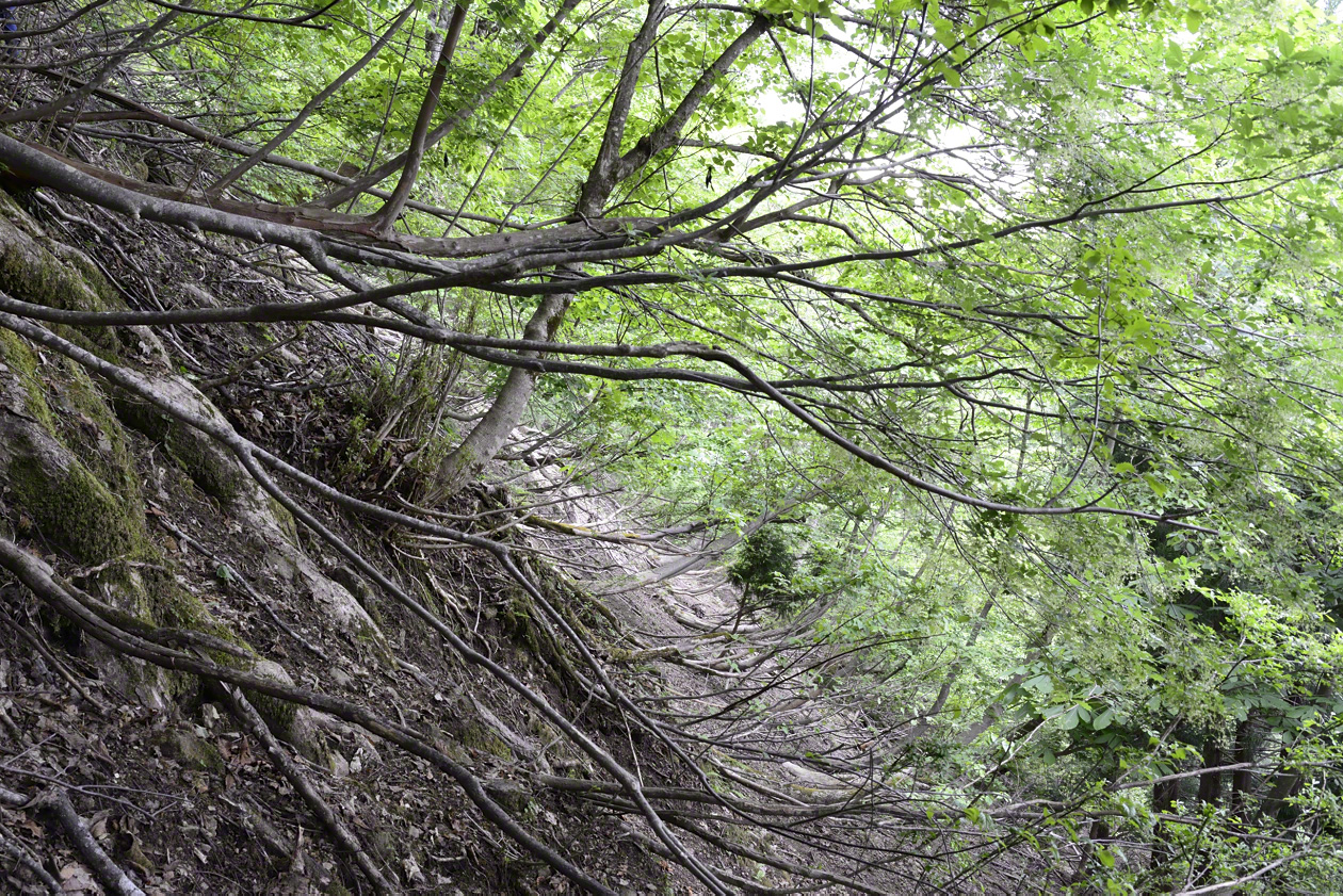 منحدرات الغابة حيث قامت الغزلان بالتهام الأعشاب تحت الأشجار بعد أن توقف الإنسان عن استخدامها.