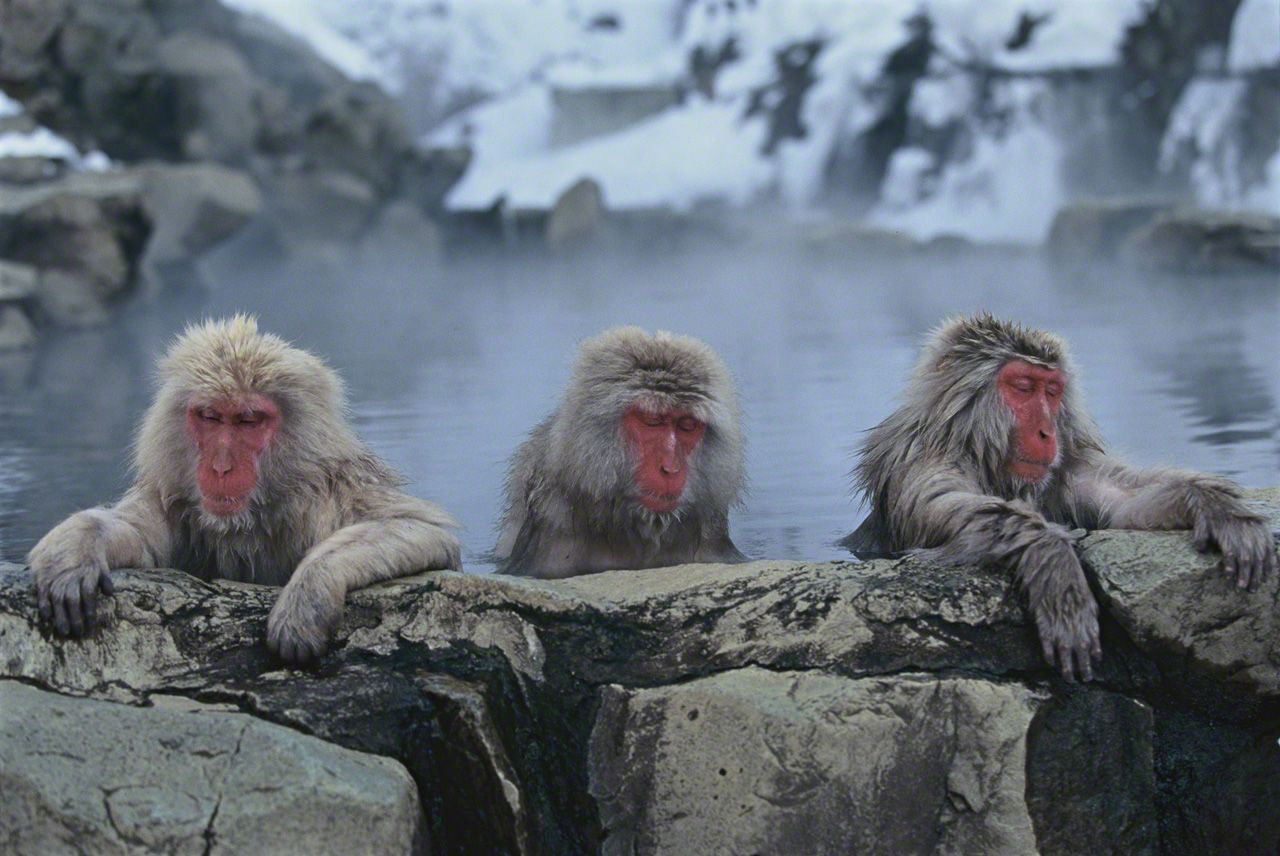 Группа обезьяны в теплой воде слушать. Гималайские макаки. Макака резус. Обезьяны гималайские Дананг. Японские макаки в горячих источниках.