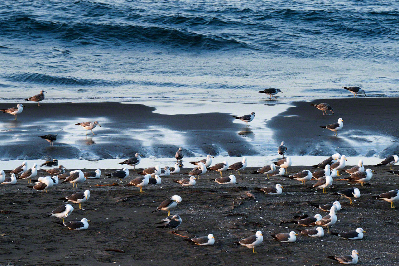 سرب من طيور النورس على الشاطئ (بحر أوخوتسك).