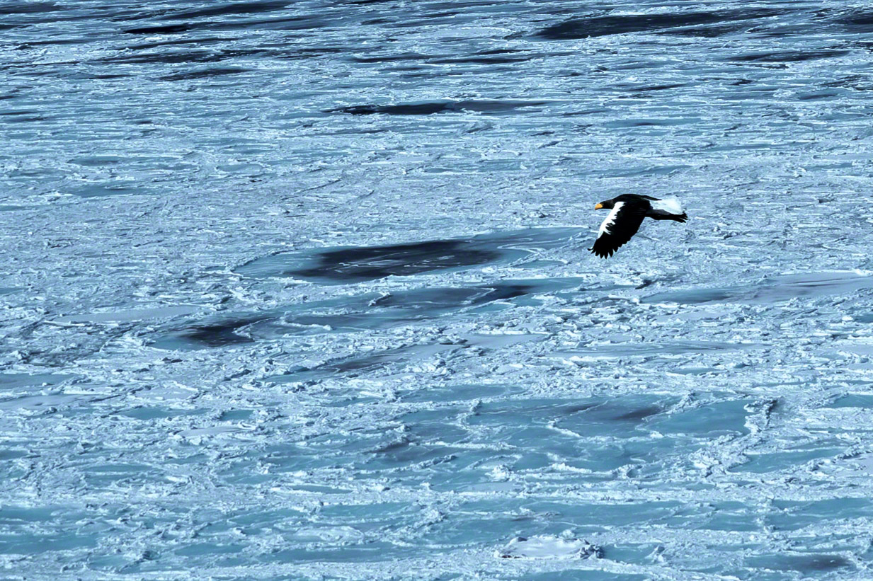 نسر البحر يحلق فوق الجليد العائم. في فصل الشتاء تتجتمع نصف نسور البحر في العالم في هوكايدو.